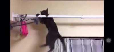 Кот Джеки Чана