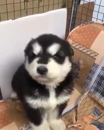 Innate cuteness and cute howls