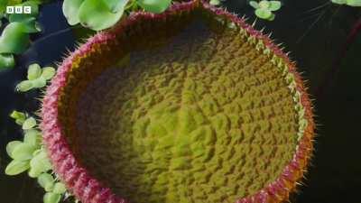 Timelapse of a Giant Lily Pad taking over a lake.