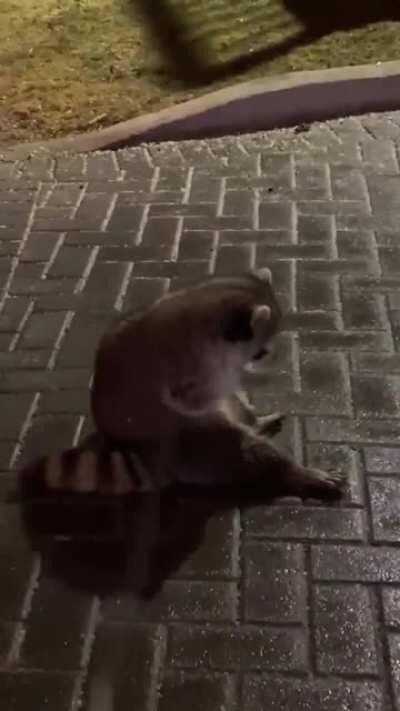 Trashpanda trying to catch snowflakes