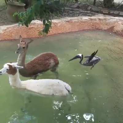 I get them mixed up too no need to worry