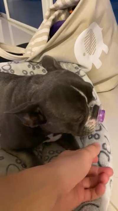 Our kids thought it would be cute, but now she’ll fight you for it.