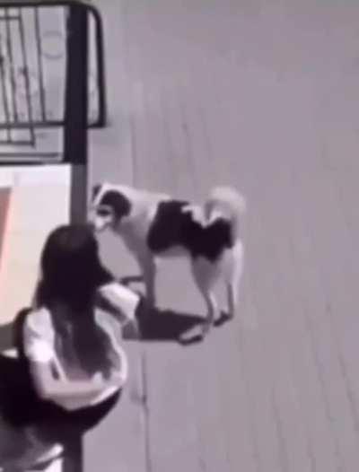 Alpha dog using a human toilet in public