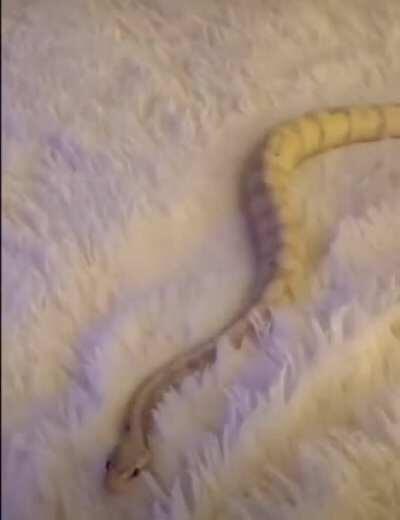 Trying to make progress on projects be like