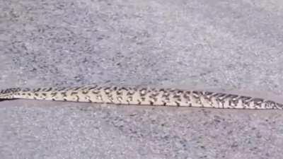 🔥 a non-slithering snake 🔥