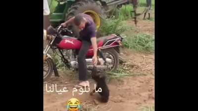 A Loud and Lively Monkey's Motorcycle Dream