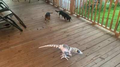 Don’t know if this qualifies But they are idiots. Cute but still idiots