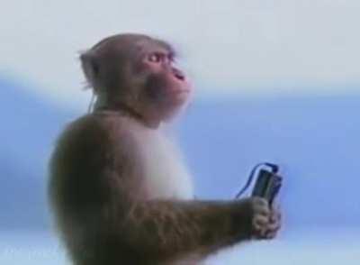 just sheltering monky