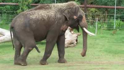 The elephant’s penis is not only massive but prehensile. They use it to prop themselves up, swat flies from their side and scratch themselves on their stomach