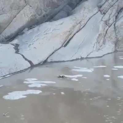 Ofcourse Tarantulas can swim..