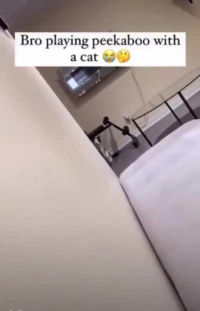 Playing peekaboo with a cat