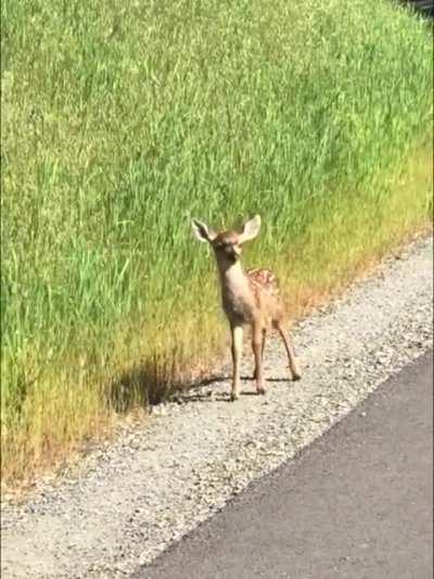 Wenn Bambi kurz vorbeischaut, um Hallo zu sagen