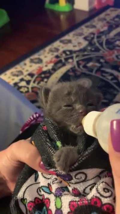 Illegally smol mealtime