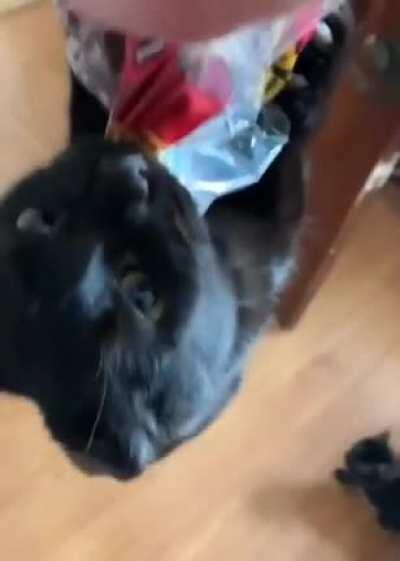 Cat tries to get bread