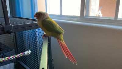 Pretty tail! But what does this mean?