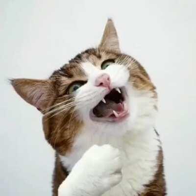 Котик. Просто котик. Но осторожно, он может сломать ваш датчик мимимишности.