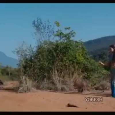 When somebody asks me what is Kollywood's answer to Revenant's legendary Bear attack.