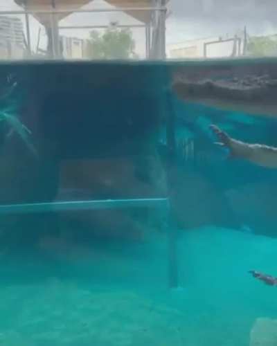 My alligator people need me 