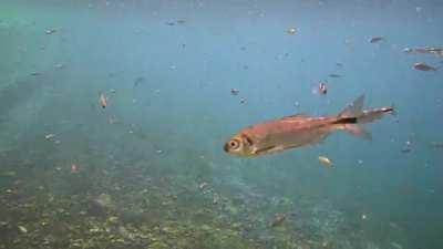 Balmorhea State Park - Texas