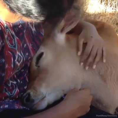 Cows Love to be Loved too