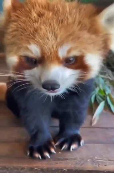 Avez-vous déjà vu... un panda rouge manger des raisins rouges?