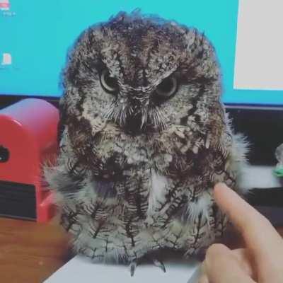 A very cute owl 🔊