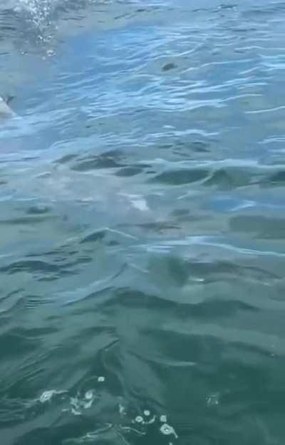 Huge tarpon being pursued by an even larger great hammerhead shark (17 to 20 ft long)
