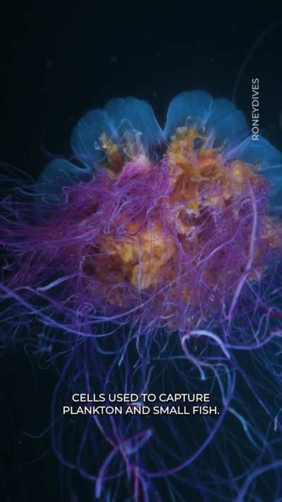 Largest species of Jellyfish in the world filmed off Vancouver Island