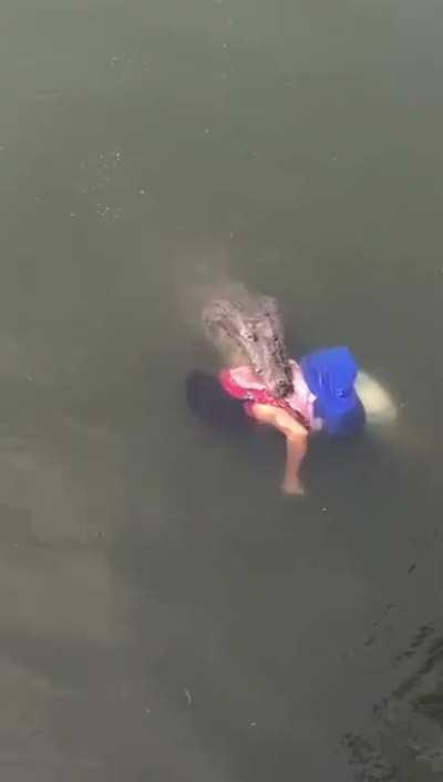 Mugger crocodile appears and fades away into muddy waters with a dead woman in its jaws