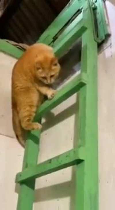 Catculating how to climb down a ladder
