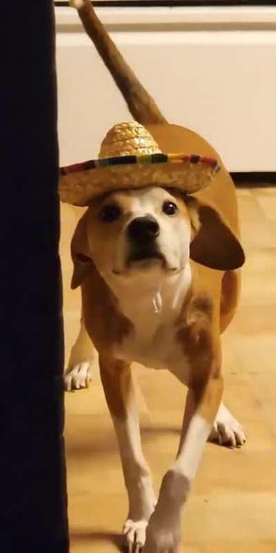 The sombrero has utterly broken Bulma