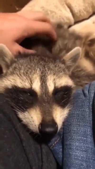 Raccoon purr