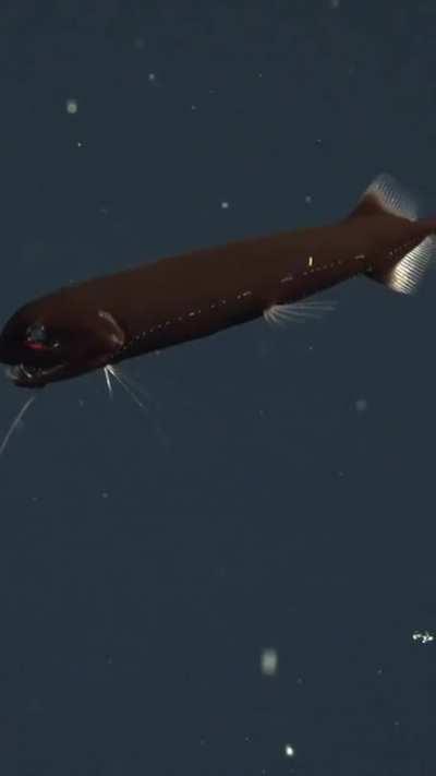 🔥 Dragonfish's translucent teeth are made from material similar to enamel and dentin in human teeth, but the organization of those materials is different enough to make them completely transparent when wet and do not scatter light at all