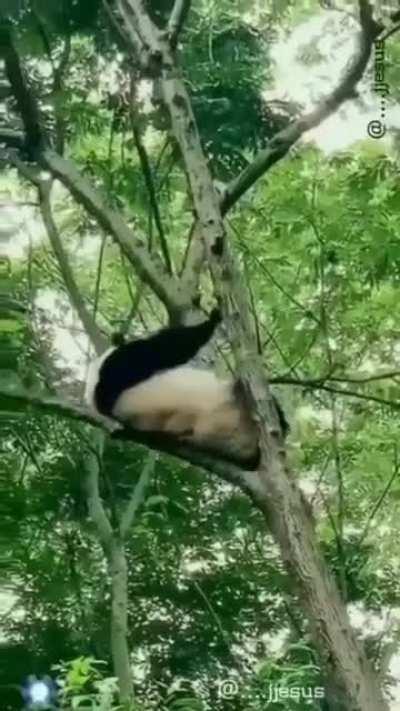 Pandas..
