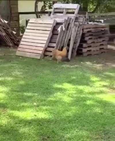 Dog and chicken playing chase.