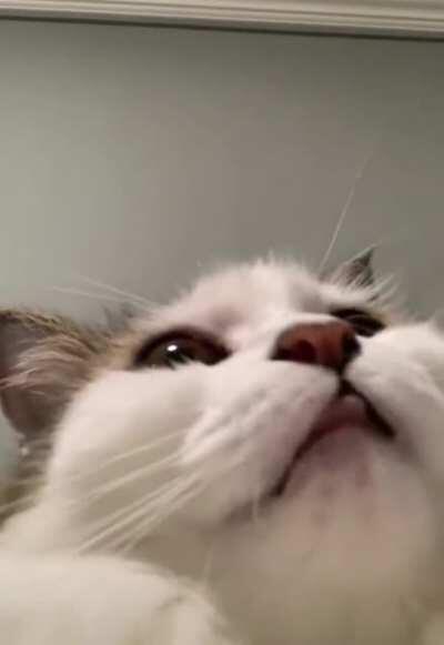 The cat believes in you