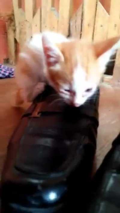 This belongs here for sure