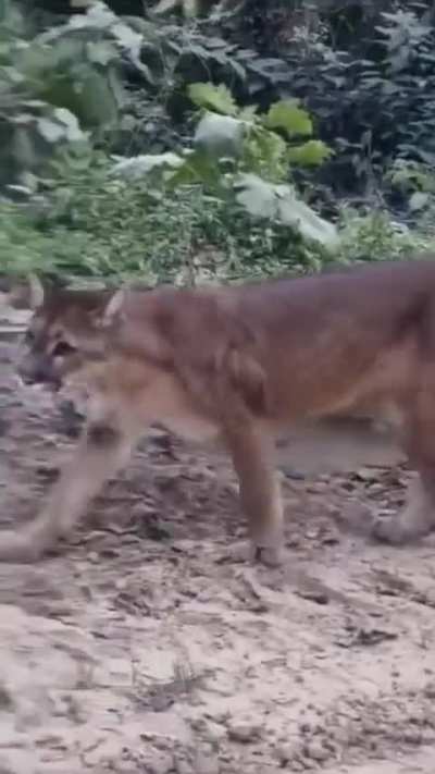 Aparecieron dos pumitas en Tartagal