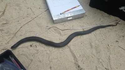 Sorry , I cant let you guys forget this meme