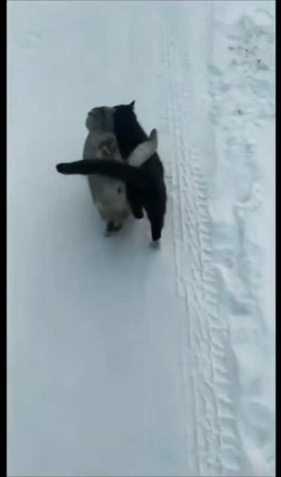 What's better than a cat?