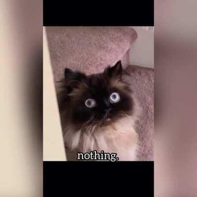 no thoughts, head empty