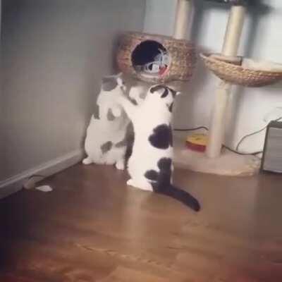 Most brutal fight ever