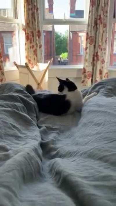 Cat v tail. Tail wins.