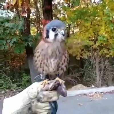 🔥 Stabilisation of the American Kestrel's head