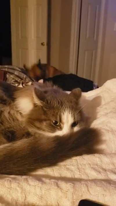 My cat, trying to sleep, about 15 minutes into the dog wrestling match