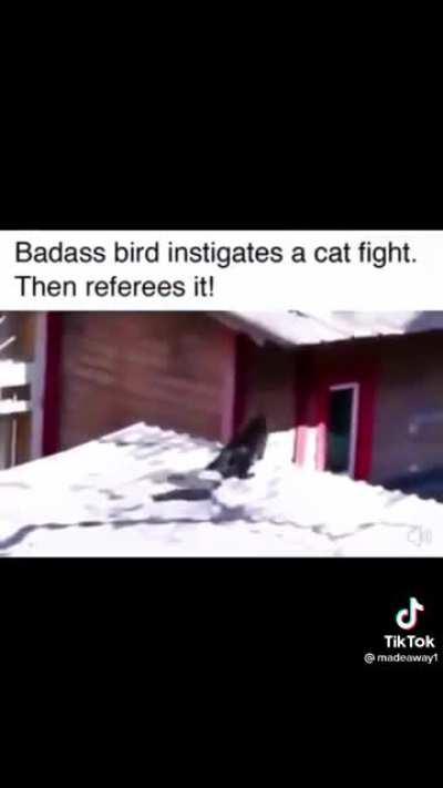 And the winner is…