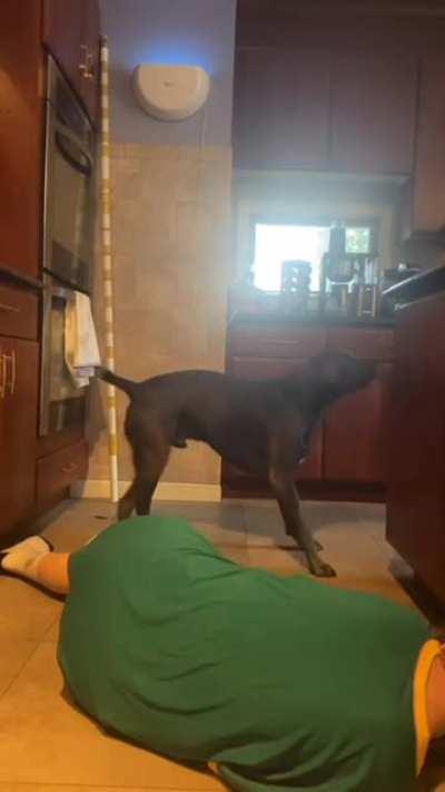 WCGW pretending to die in front of your dog