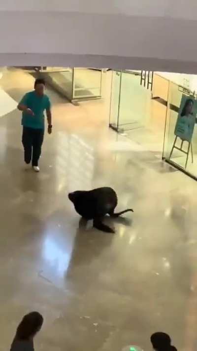 Someone thought it was a good idea to let a seal escape...into a mall.