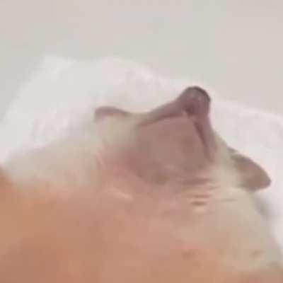 Belly rubbies for HedgeyBoi