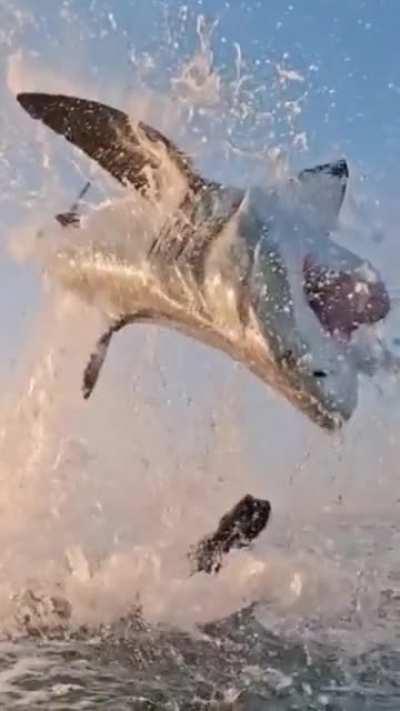 Epic footage of a great white shark jumping out of the water